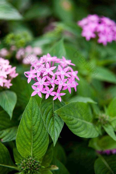 五行花|五星花（茜草科五星花属植物）